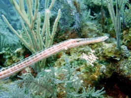 74 Trumpetfish IMG 3807